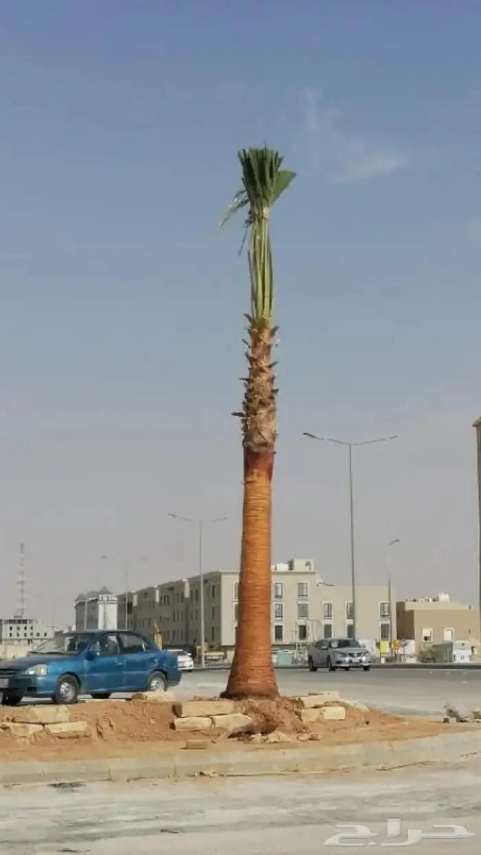 نخل لبيع بجميع انواعه 19