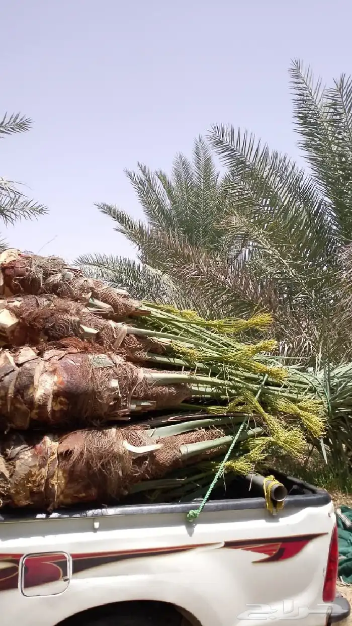 نخل لبيع بجميع انواعه 14
