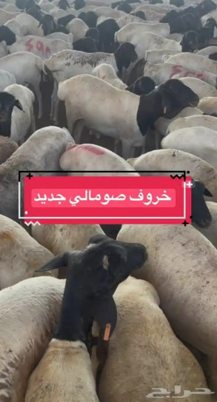 تيوس صومالية جملة الدم للحج 0