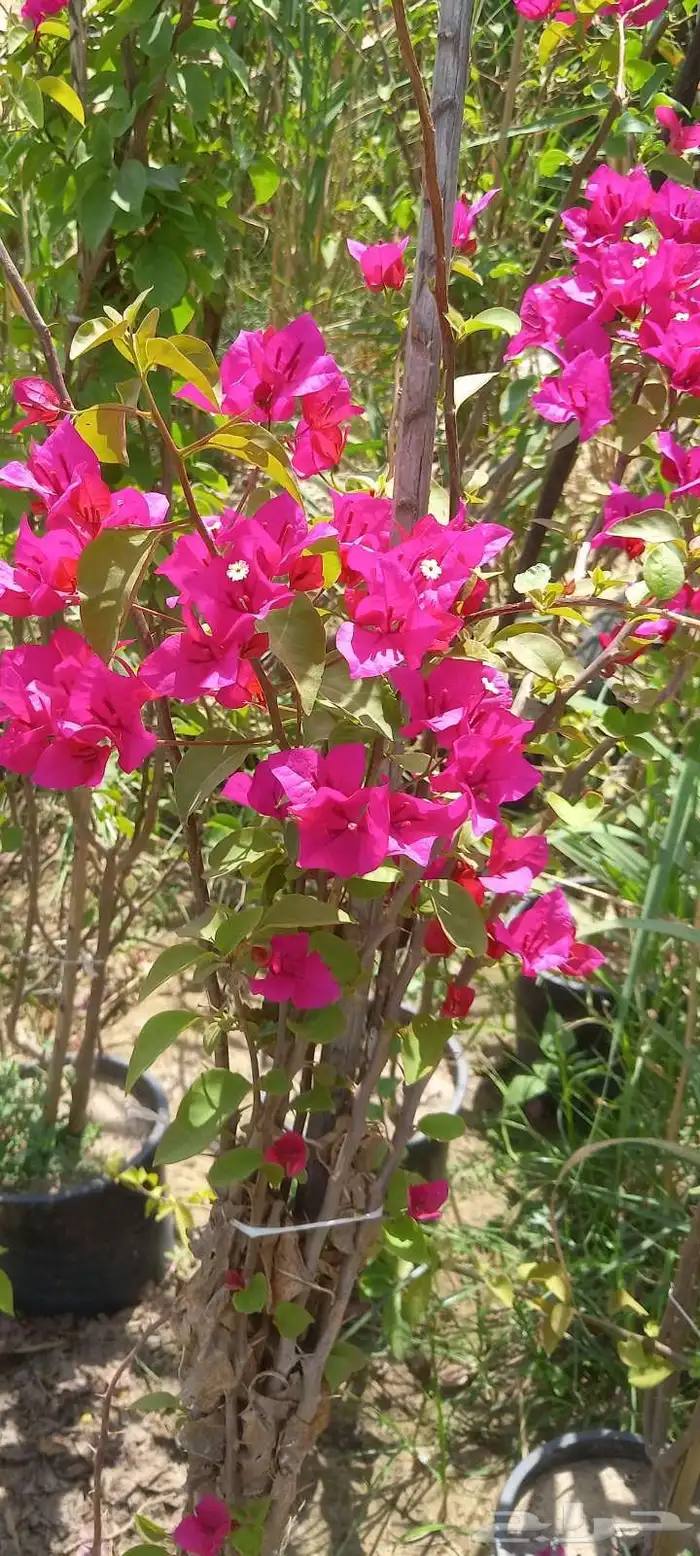 تنسيق الحديق أشجار الزهور الزراعه النخل تنسيق الحديق المنزل 2
