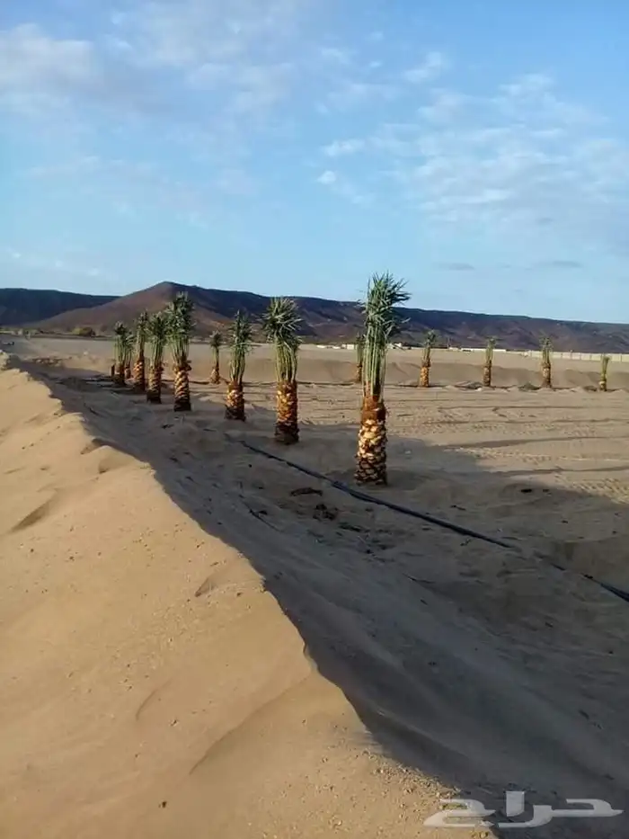 نخل لبيع بجميع انواعه 1