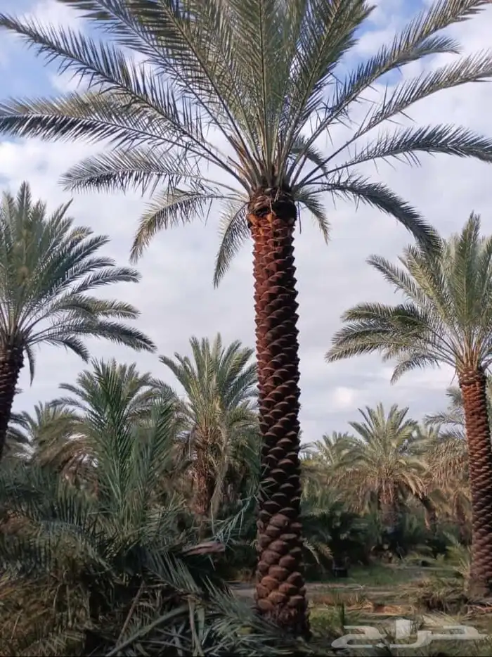 نخل لبيع بجميع انواعه 9