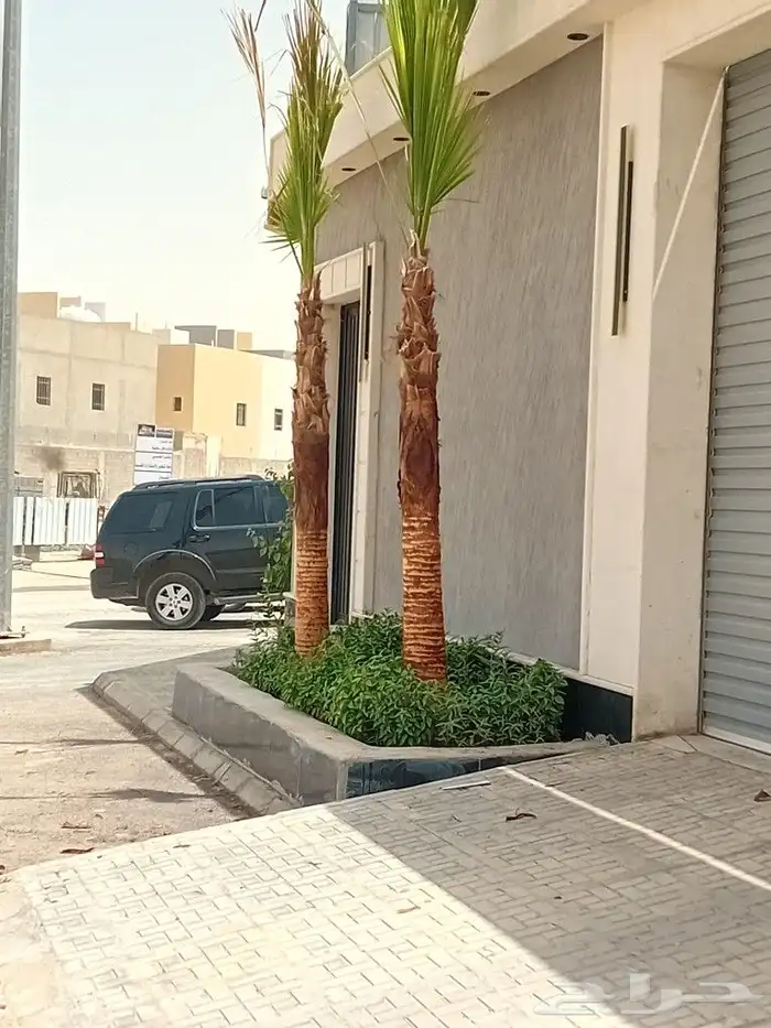 يتوفر لدينا جميع أنواع النخيل 2
