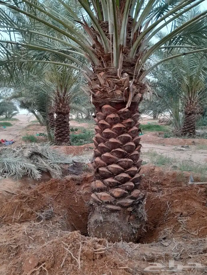 نخل اللبيع في الحفر الباطن 2