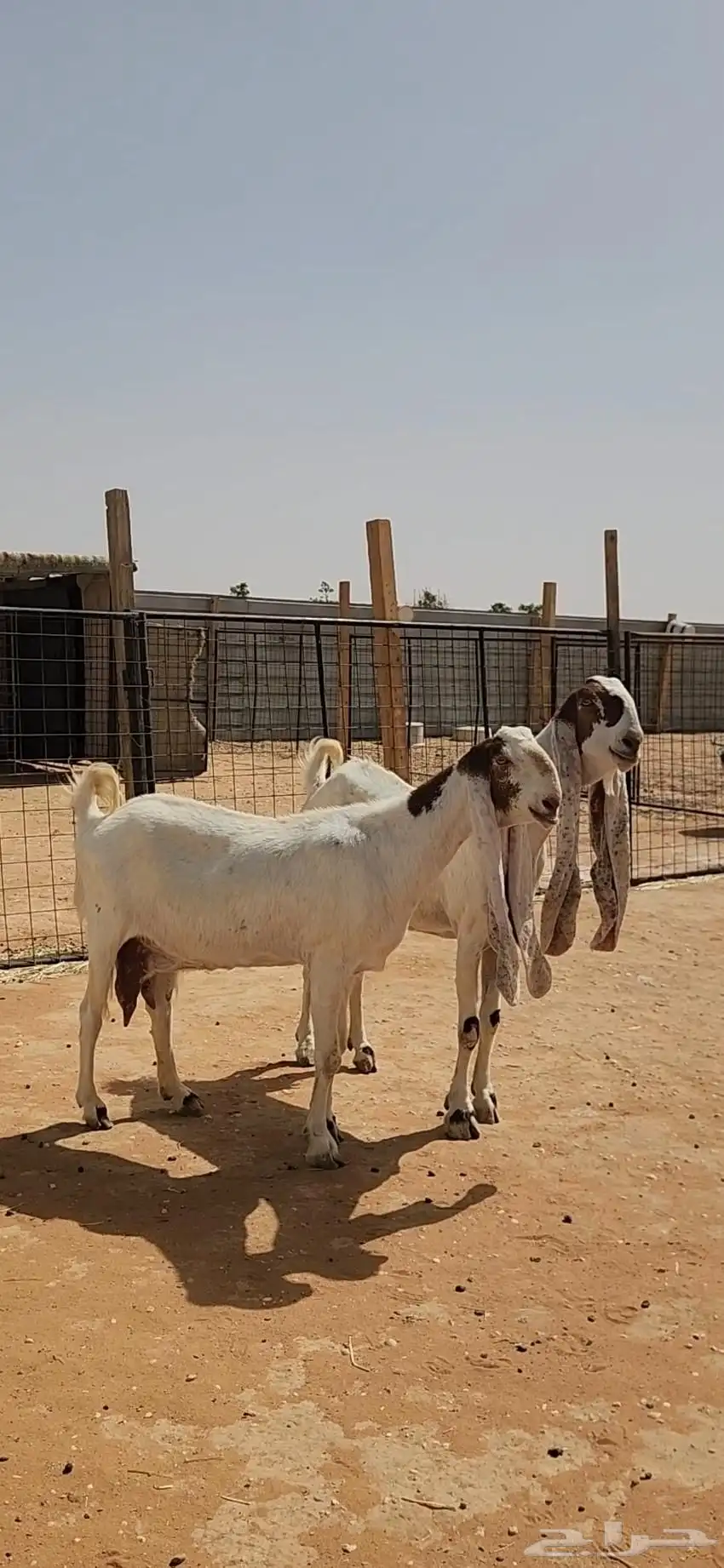 معزاء هولندية طيبة وجروم طيبة بفحلها 2
