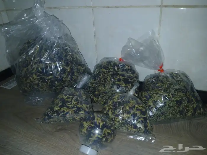 الشاي الازرق زهرة فراشة البازلاء البنفسجي صبار الوفيرا 7