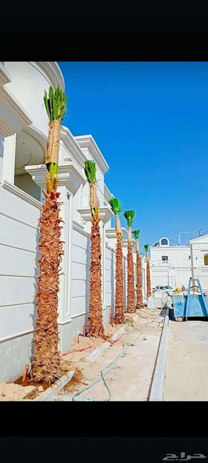 نخل واشنطني امريكي درجه اولا 1