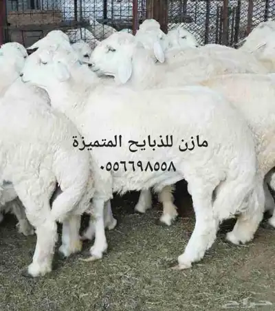 مازن للذبايح المتميزة 1