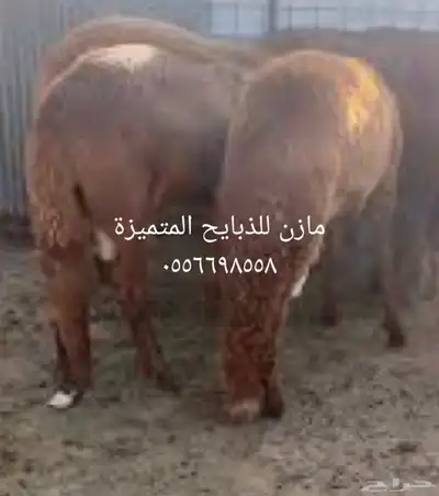 مازن للذبايح المتميزة 0