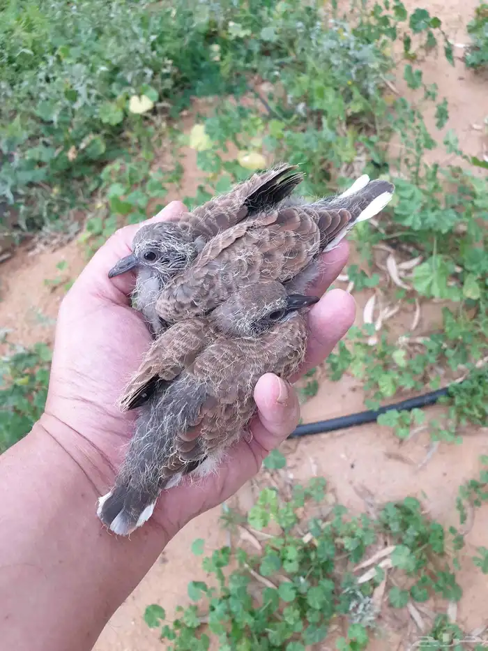 فروخ قميري نزل انتاج محميه فيه فروخ كبار ياكلن او ياخذ صغار 0