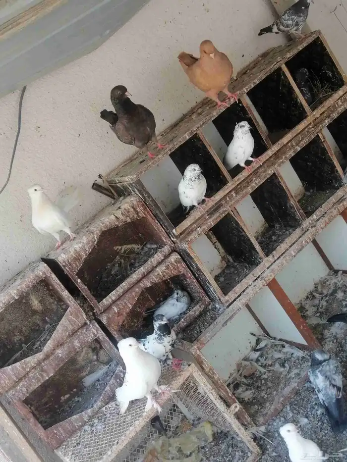 حمام لبيع تقرينا 60 حبه على السوم 1