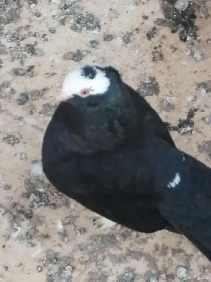 حمام لبيع تقرينا 60 حبه على السوم 3