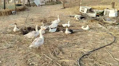حرجة ضمد بيع وز 2