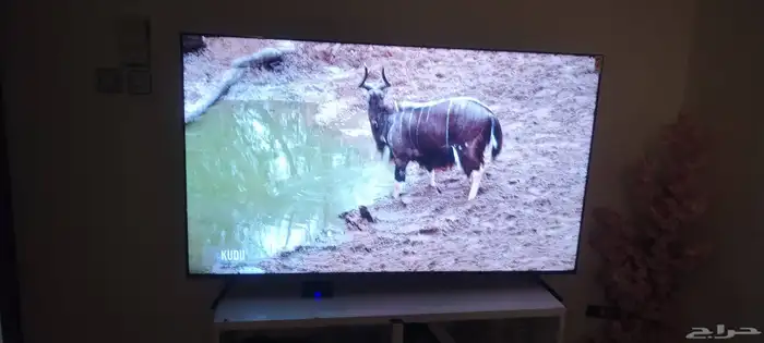 شاشة باناسونيك Panasonic 4k Smart TV داخل الضمان شبه الجديد 4