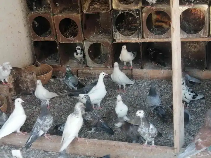 حمام لبيع تقرينا 60 حبه على السوم 4