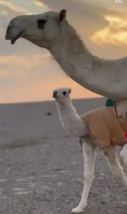 تفصيل اجله الابل 4