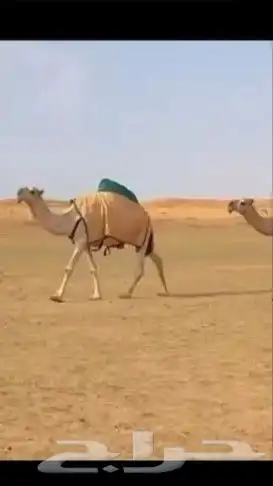 تفصيل اجله الابل 5