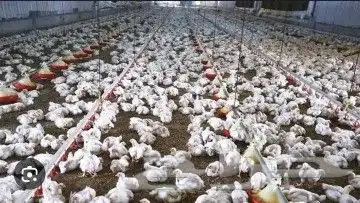 انا مشرف مزرعه دجاج خبره عاليه في هذا المجال 5