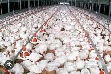 انا مشرف مزرعه دجاج خبره عاليه في هذا المجال 2