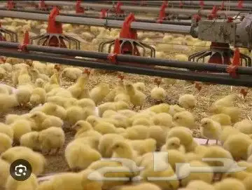 انا مشرف مزرعه دجاج خبره عاليه في هذا المجال 3