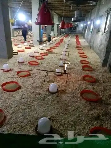 انا مشرف مزرعه دجاج خبره عاليه في هذا المجال 4
