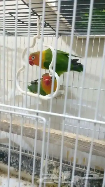 للبيع جوز روز وجوز فشر 2