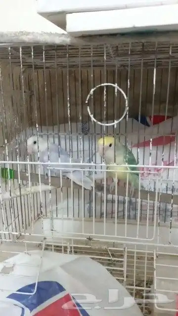 للبيع جوز روز وجوز فشر 3