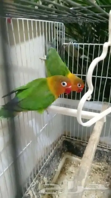 للبيع جوز روز وجوز فشر 0