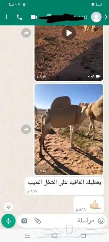 تفصيل اجله الابل 1