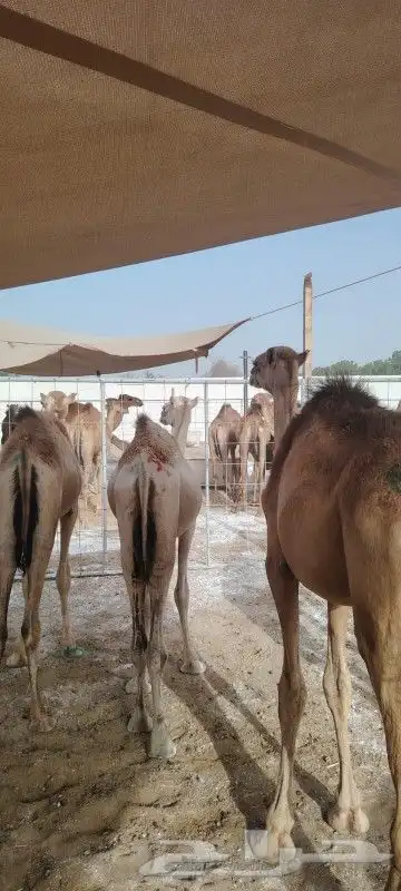 قعدان حشوان صومالي لتجار الجمله 7