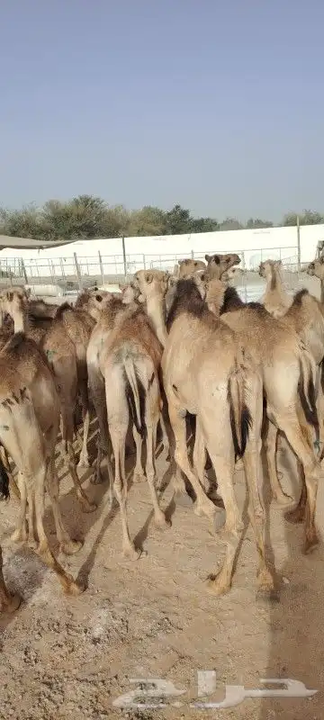 قعدان حشوان صومالي لتجار الجمله 1