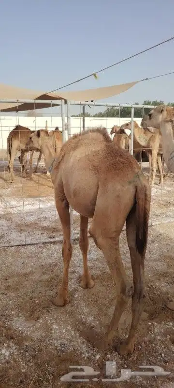 قعدان حشوان صومالي لتجار الجمله 6