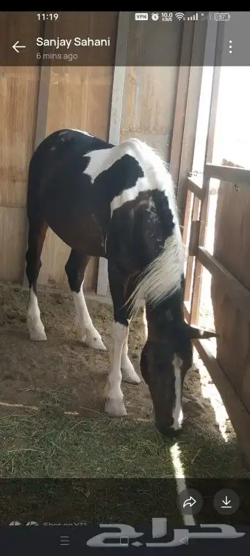 خيل للبيع 0
