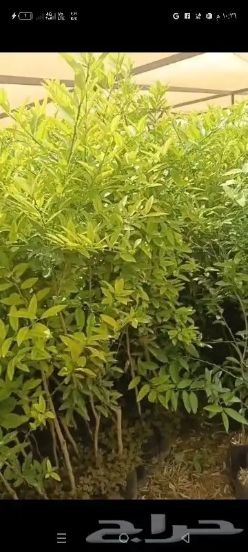 اشجار برتقال  ليمون  ترنج لمون اصفر اظالي يوسفندي 0