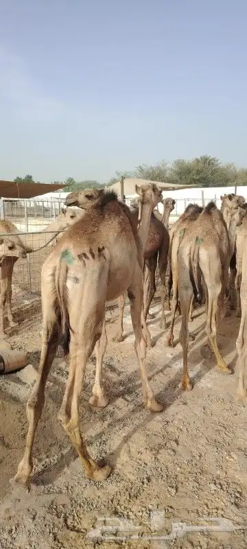 قعدان حشوان صومالي لتجار الجمله 4