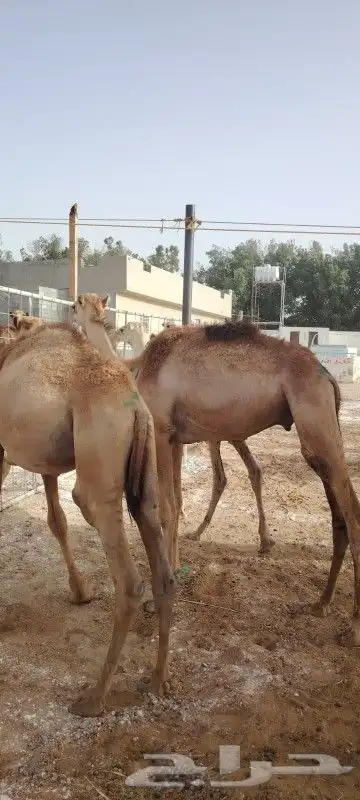 قعدان حشوان صومالي لتجار الجمله 2