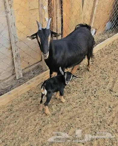 عنز قزميه جفره 0