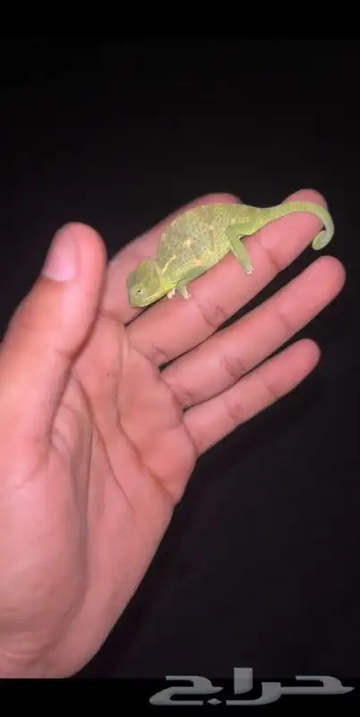 حرباء المحجبة بيع بالجمله 2