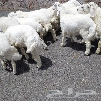 اعرض لكم طليان ورخل حري 6