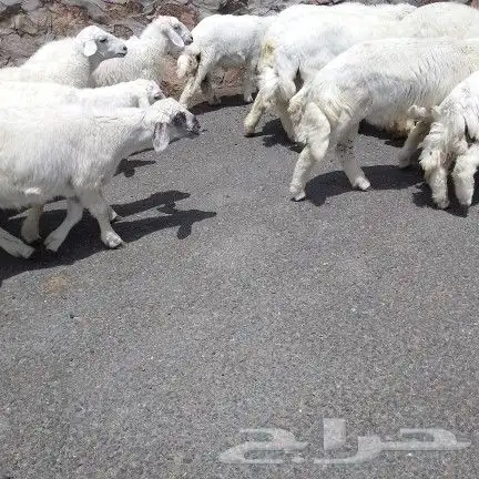 اعرض لكم طليان ورخل حري 0