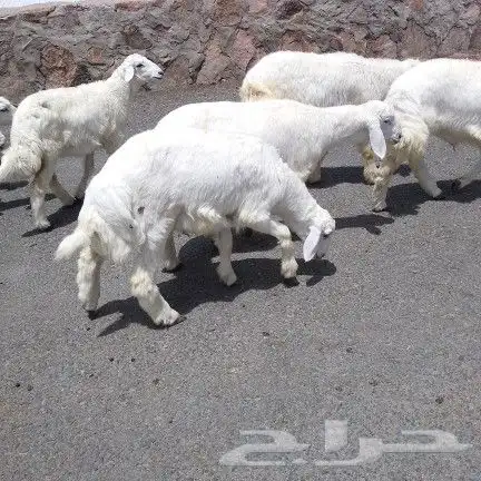 اعرض لكم طليان ورخل حري 3