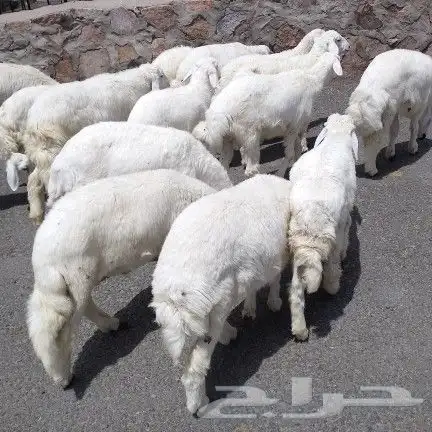 اعرض لكم طليان ورخل حري 9