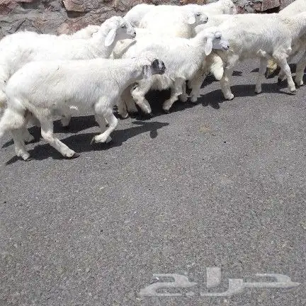 اعرض لكم طليان ورخل حري 1
