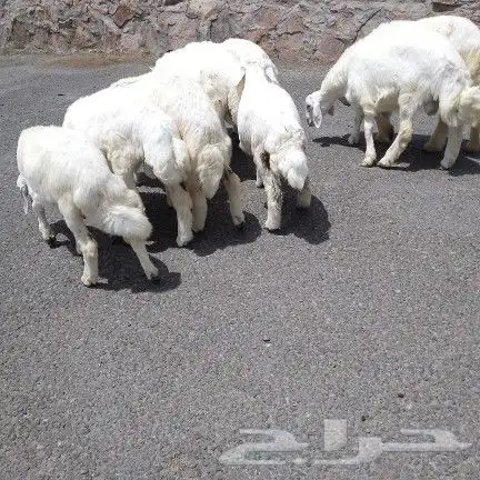 اعرض لكم طليان ورخل حري 5