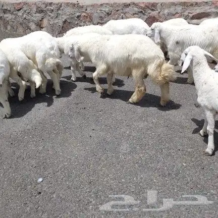 اعرض لكم طليان ورخل حري 7