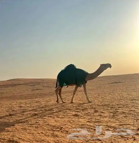 تفصيل اجله الابل 6