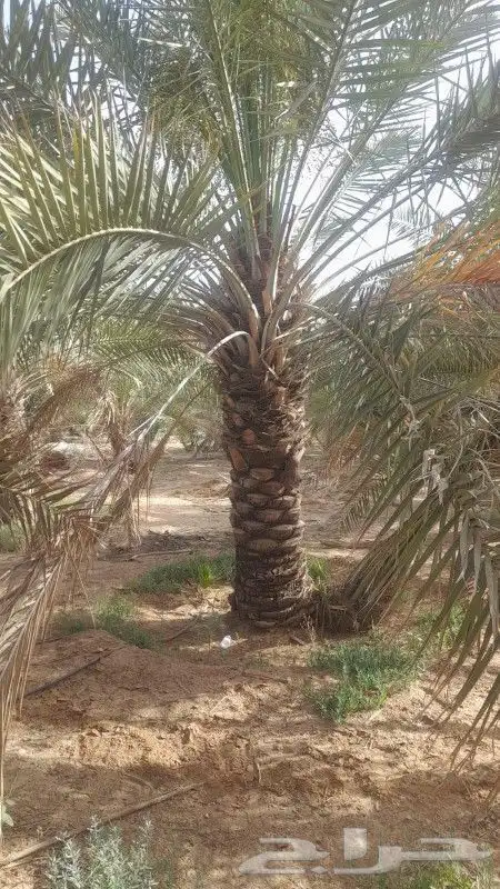يوجد لدينا جميع انواع النخيل المثمر وزينه توصل جميع منطق الم 9