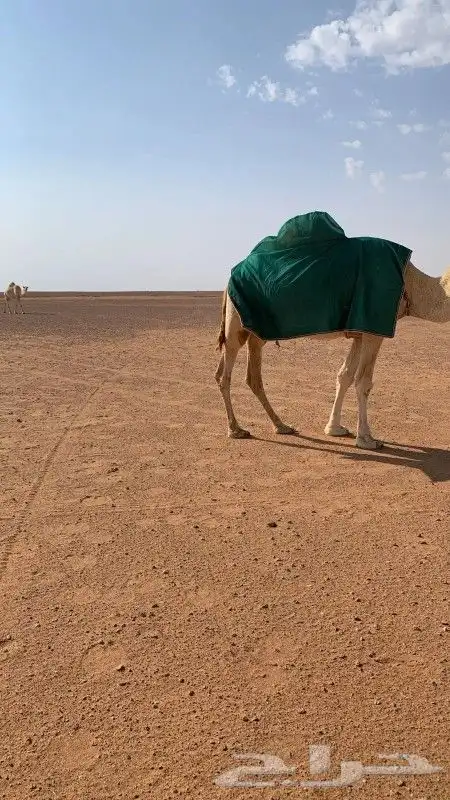 تفصيل اجله الابل 3