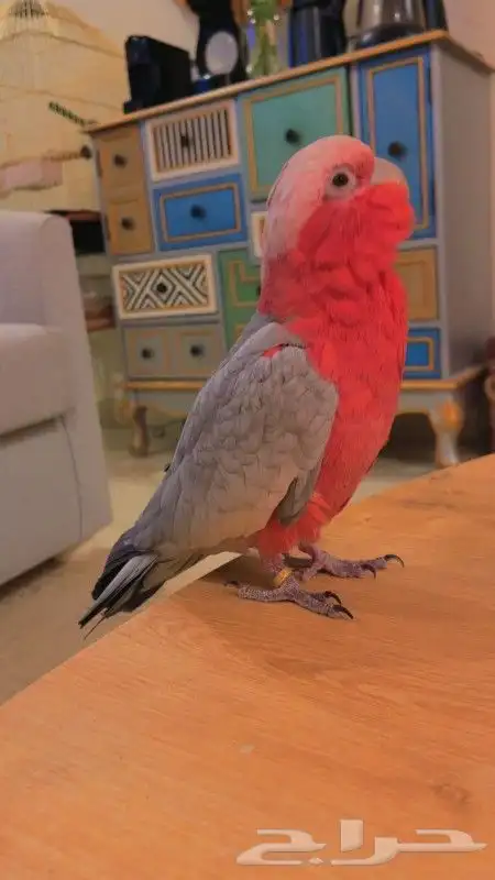 ببغاء كوكاتو قالا متكلم رقيص فلاوي هدد نشبه 5