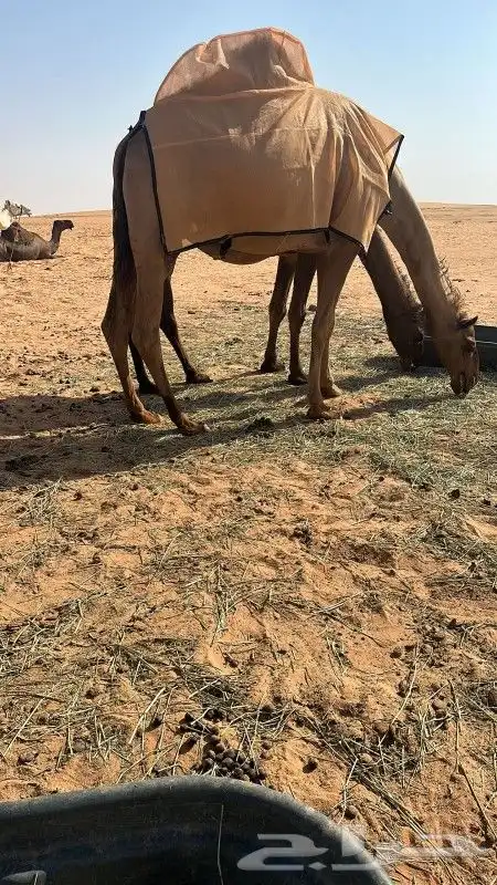 تفصيل اجله الابل 0